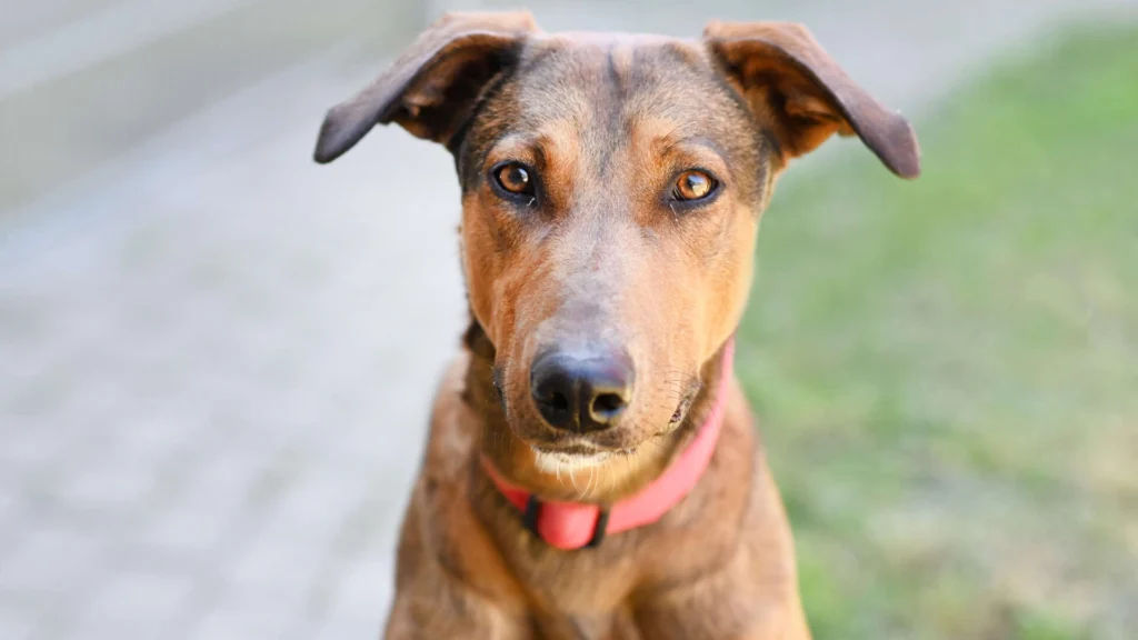 Nino – Galgo-Dobermann-Mix, männlich, 2 Monate, 13057 Berlin – zur Adoption
