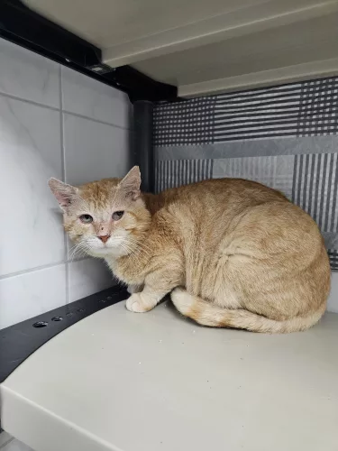 Domino – EKH, männlich, 26389 Wilhelmshaven – zur Adoption