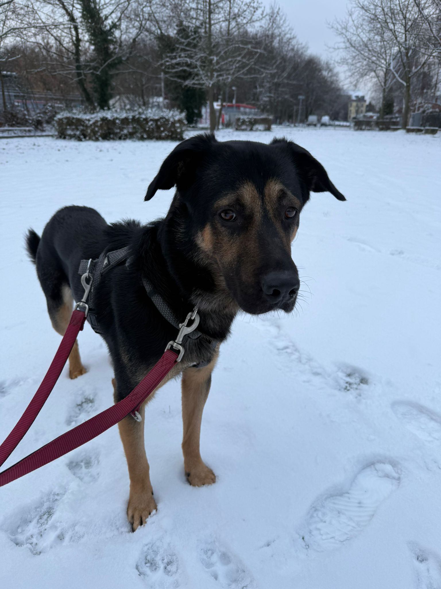Baghira – Schäferhund-Mix, männlich, 2 Jahre, 50969 Köln-Zollstock – zur Adoption