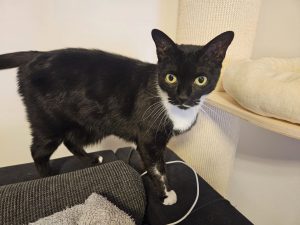 Effi – Europäisch Kurzhaar, weiblich, 8 Jahre, 10 Monate, 97525 Schwebheim – zur Adoption
