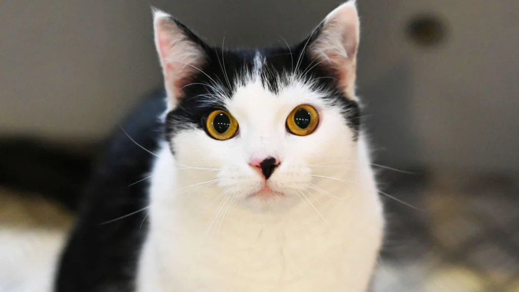 Luna – EKH, weiblich, 1 Jahr, 7 Monate, 13057 Berlin – zur Adoption