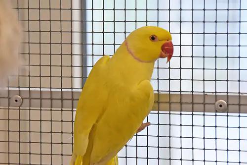Pichu