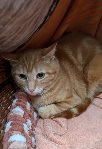 Oskar