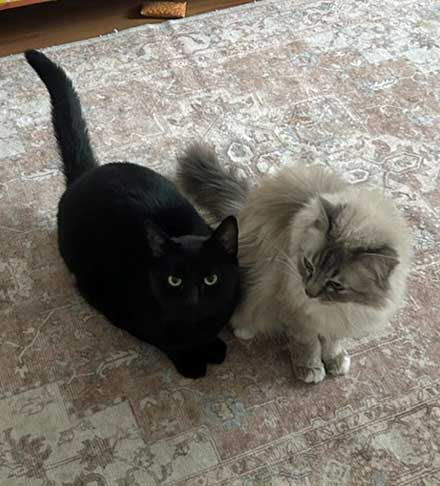 Bund der Katzenfreunde e.V.