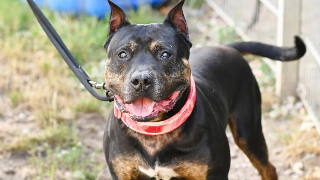Junior – Staffordshire-Rottweiler-Mix, männlich, 8 Jahre, 13057 Berlin – zur Adoption