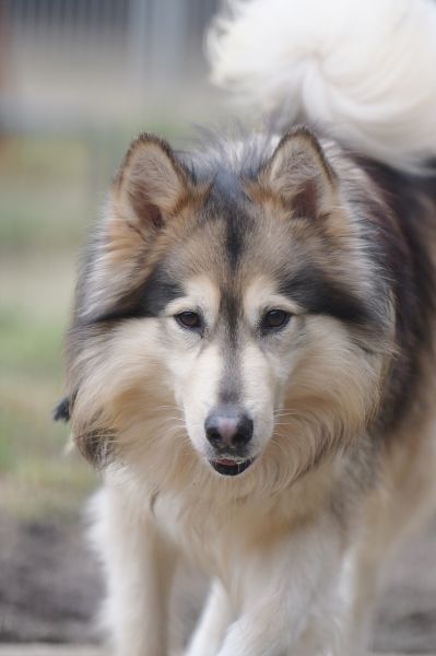 Timba