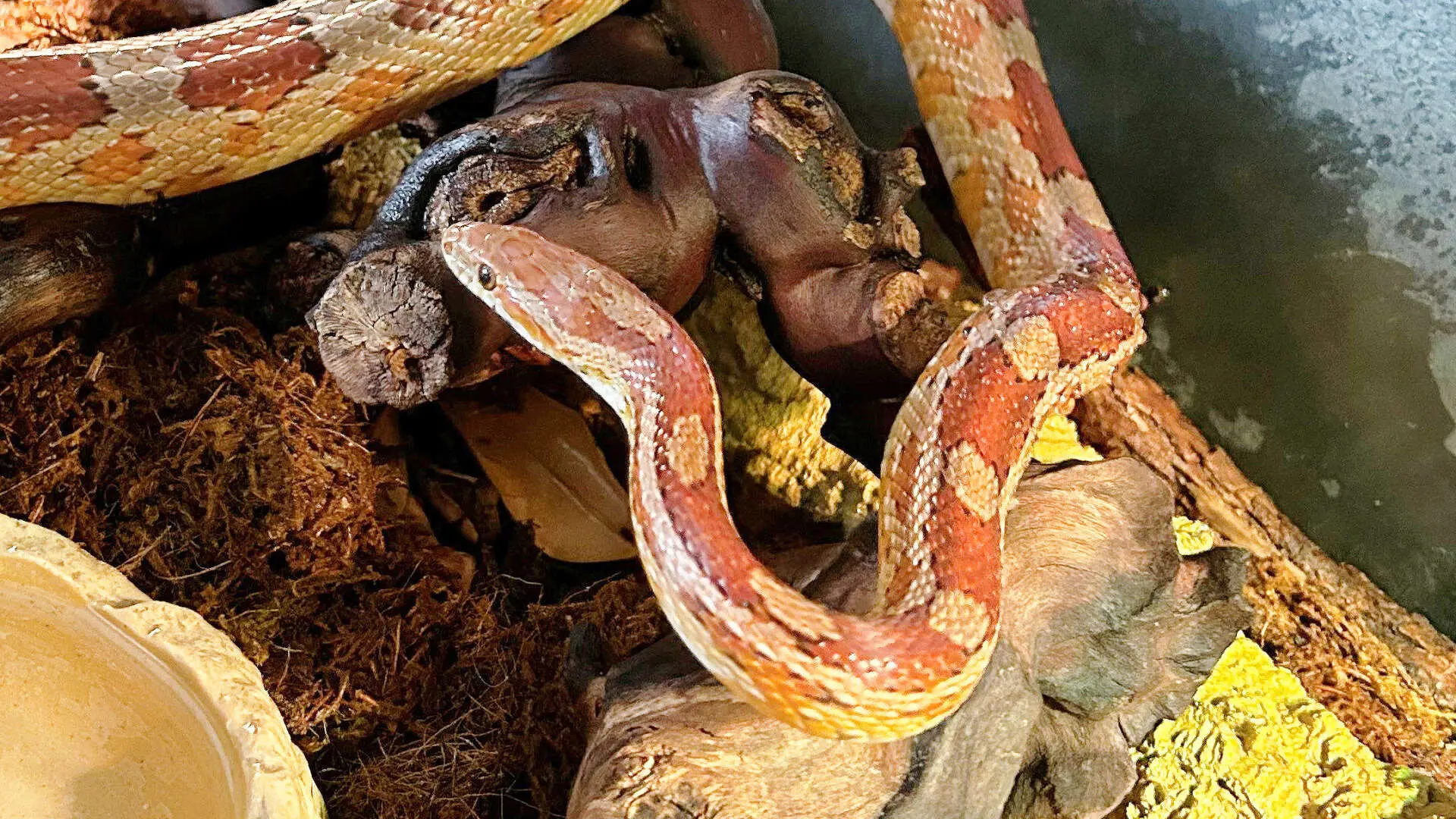 Wanda