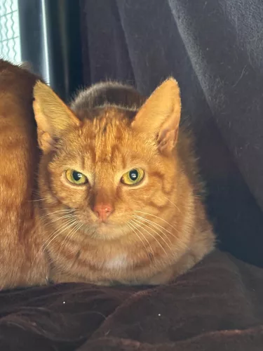 Benita