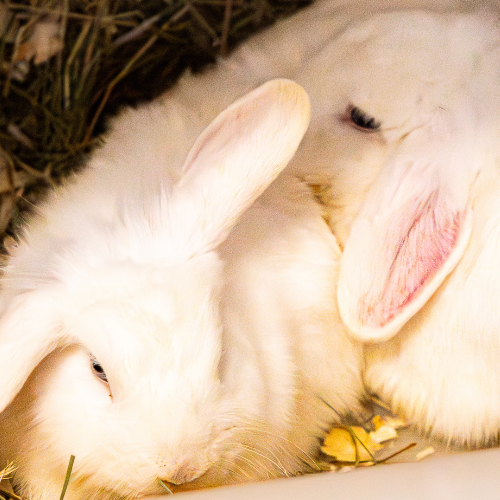 Billie und Eilish