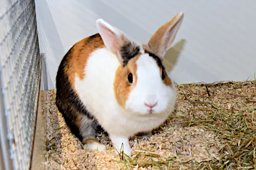 Wilma