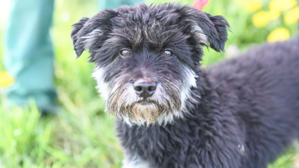 Charly – Terrier-Mix, männlich, 4 Jahre, 13057 Berlin – zur Adoption