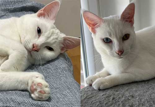 Pasha