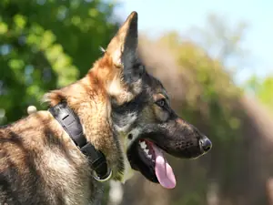 Balu