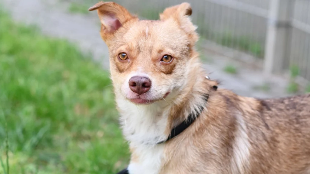 Merle – Terrier-Mix, weiblich, 4 Jahre, 13057 Berlin – zur Adoption