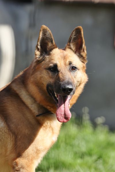 Tango