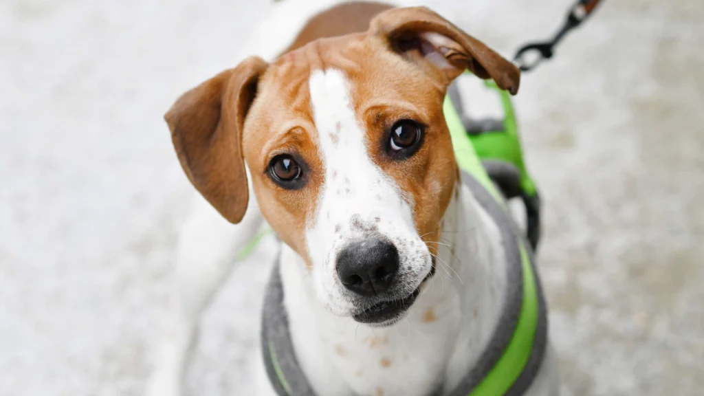 Alva – Beagle-Mix, weiblich, 10 Monate, 13057 Berlin – zur Adoption
