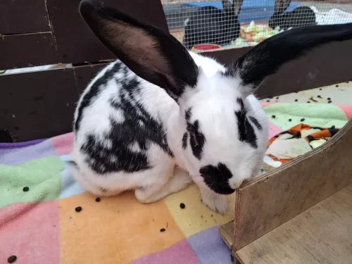 Schlapor – Kaninchen, weiblich, 2 Jahre, 26389 Wilhelmshaven – zur Adoption