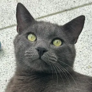 Bubu