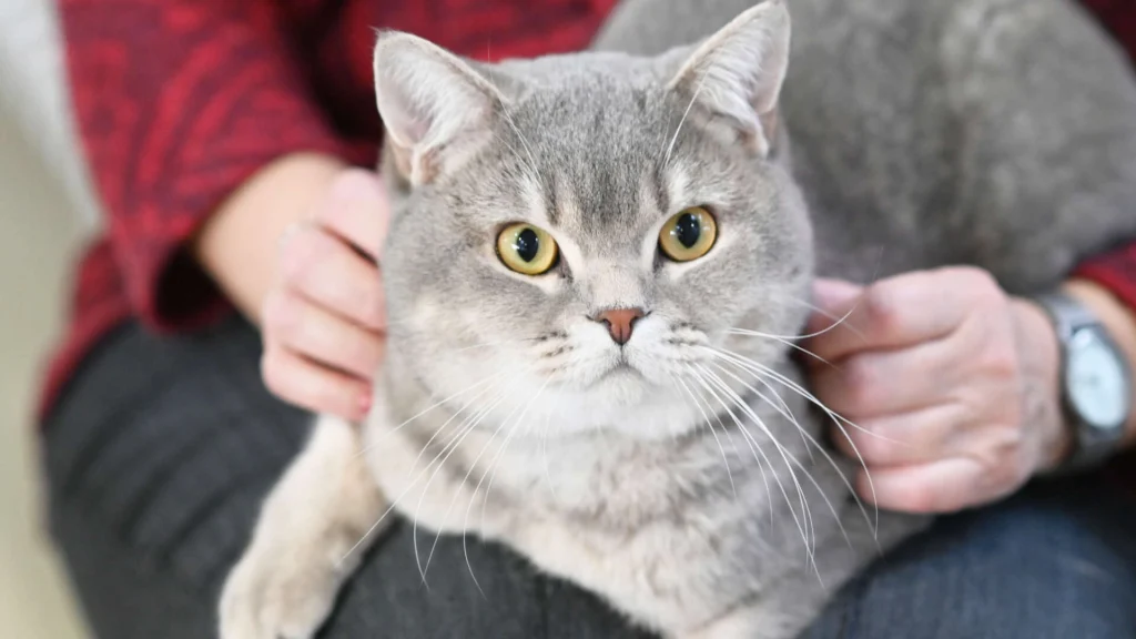 Nottingham – BKH, männlich, 1 Jahr, 5 Monate, 13057 Berlin – zur Adoption