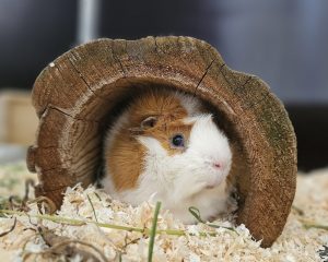 Struppi