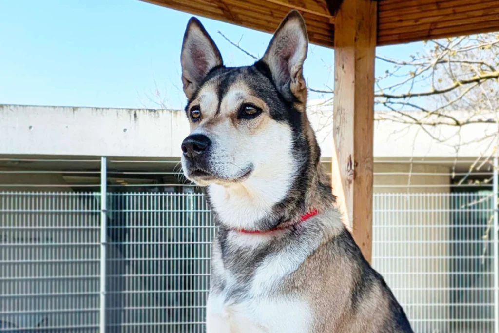 Shila – Husky-Labrador-Mix, weiblich, 5 Jahre, 8 Monate, 13057 Berlin – zur Adoption