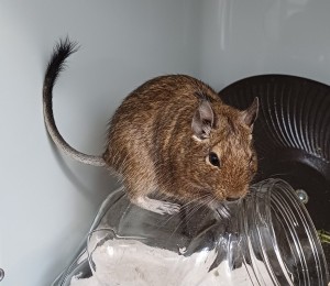 3 x w. Degu