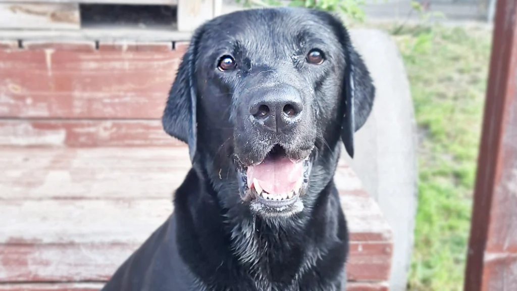 Balu