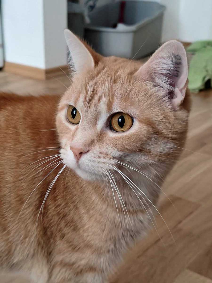 Foxi