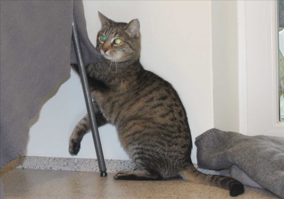 Tami