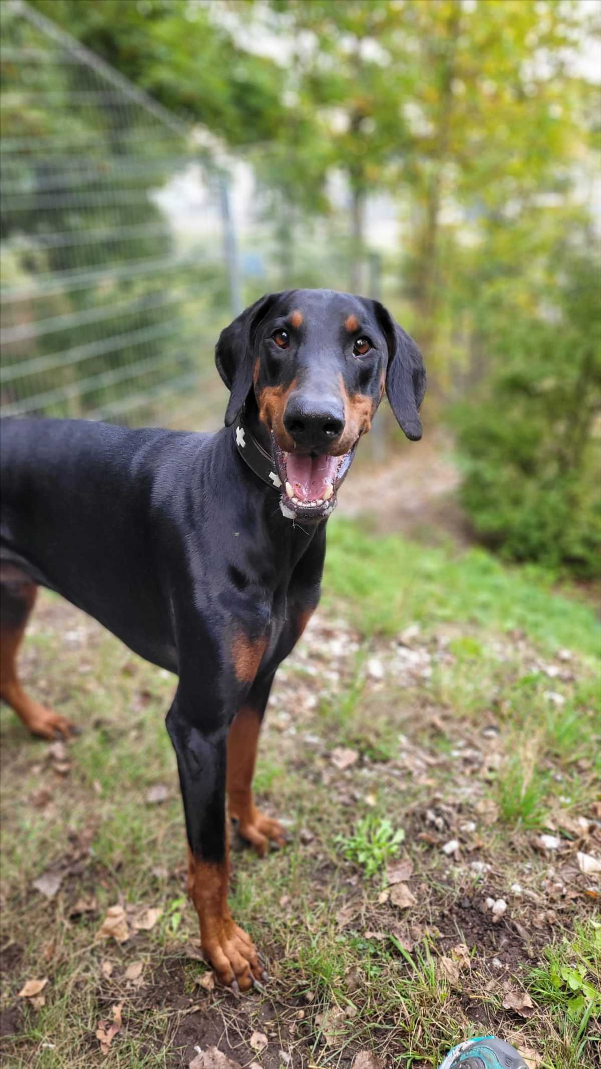 ZEUS