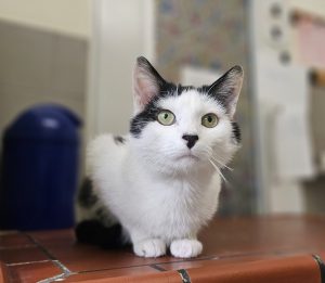 Heidi