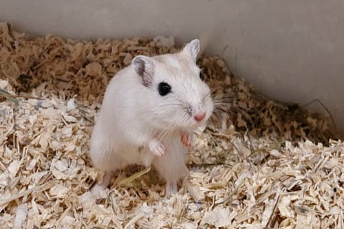 Nobbi