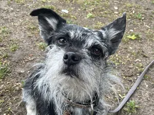 Benji
