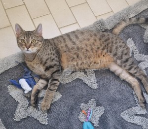 Lewi