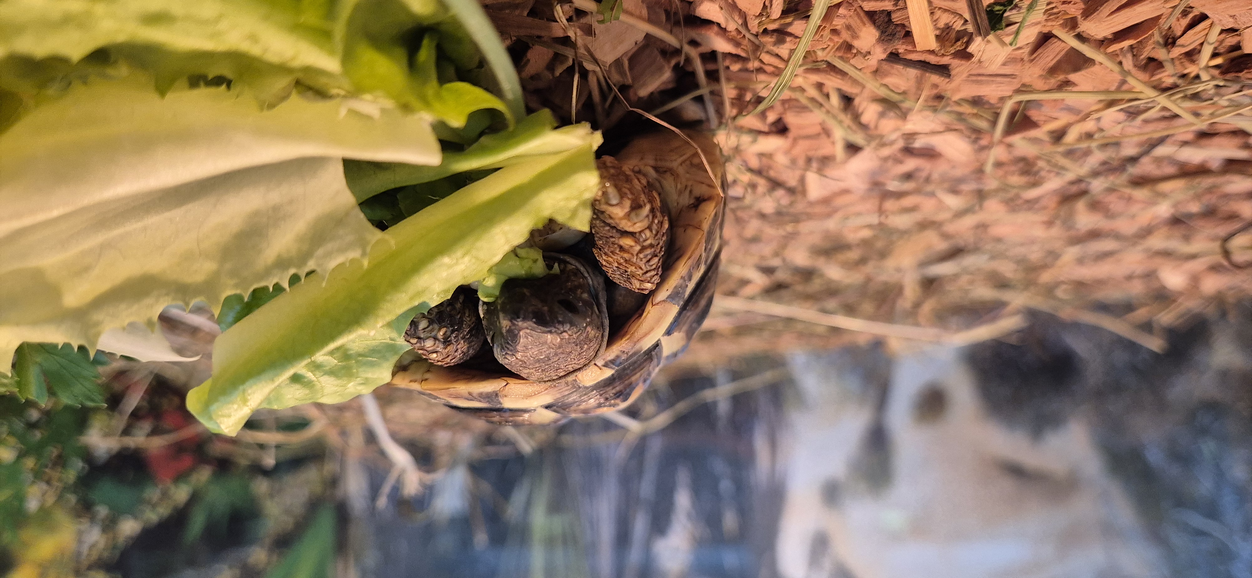 Yang// *Reserviert* – Landschildkröte, männlich, 50969 Köln-Zollstock – zur Adoption