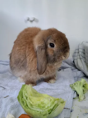 Rocky – Zwergwidder, männlich, 9 Monate, 26389 Wilhelmshaven – zur Adoption