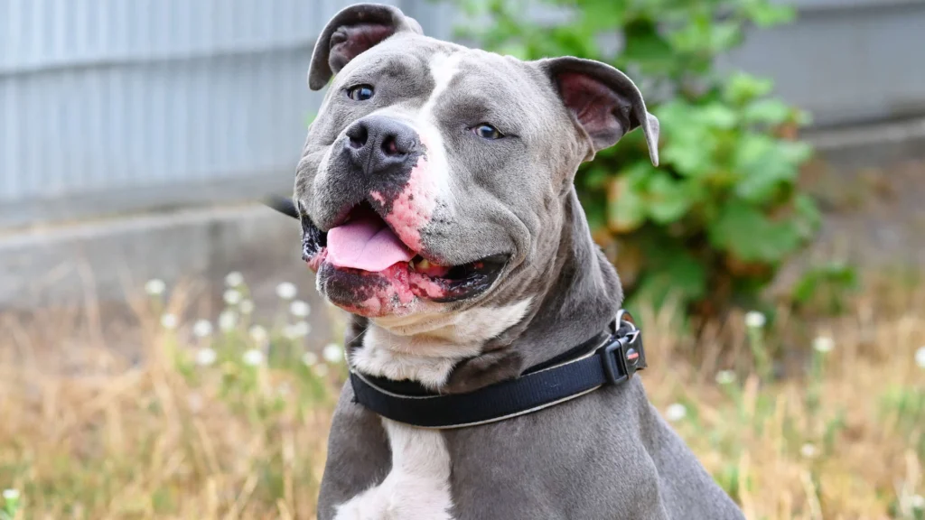Luigi – Staffordshire-Mix, männlich, 3 Jahre, 13057 Berlin – zur Adoption