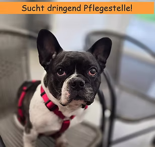 Inge