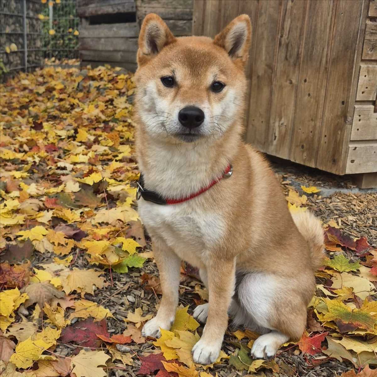 JIRO