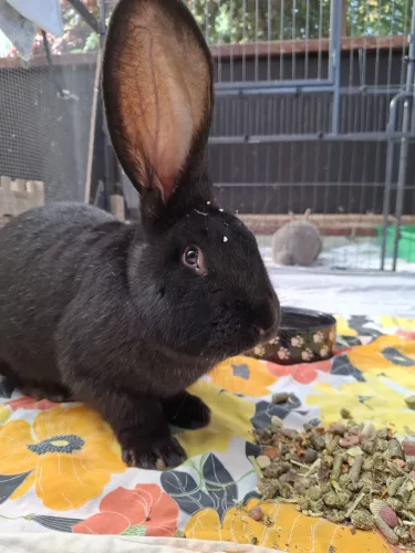 Grebbit