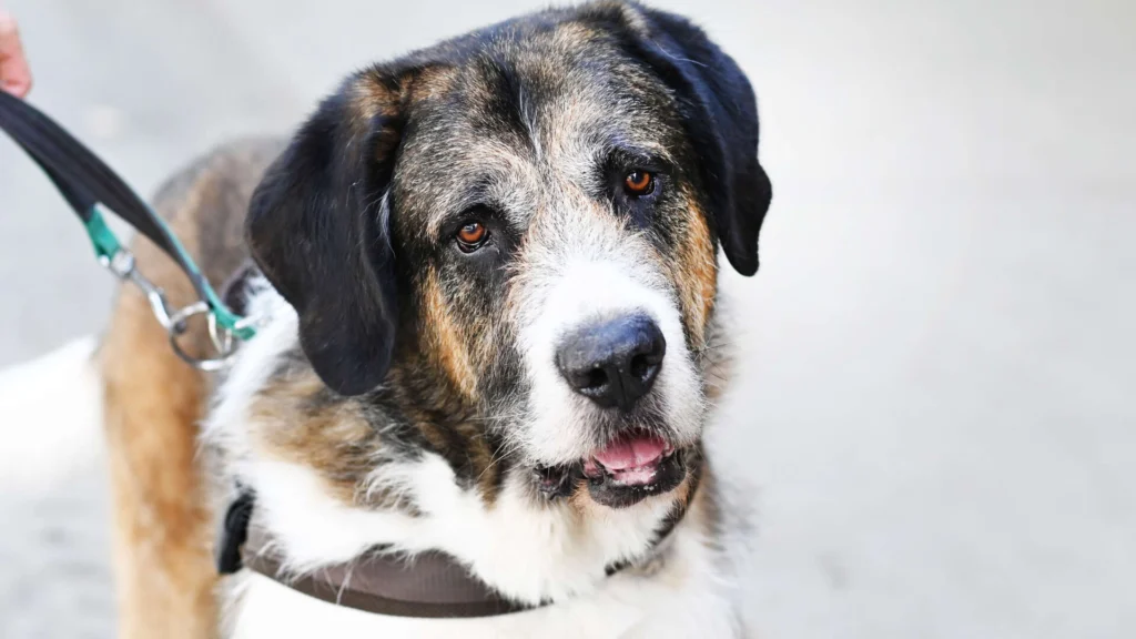 Baloo – Moskauer Wachhund Mix, männlich, 4 Jahre, 13057 Berlin – zur Adoption