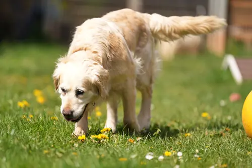 Isi – Golden Retriever, weiblich, 6 Jahre, 90537 Feucht – zur Adoption