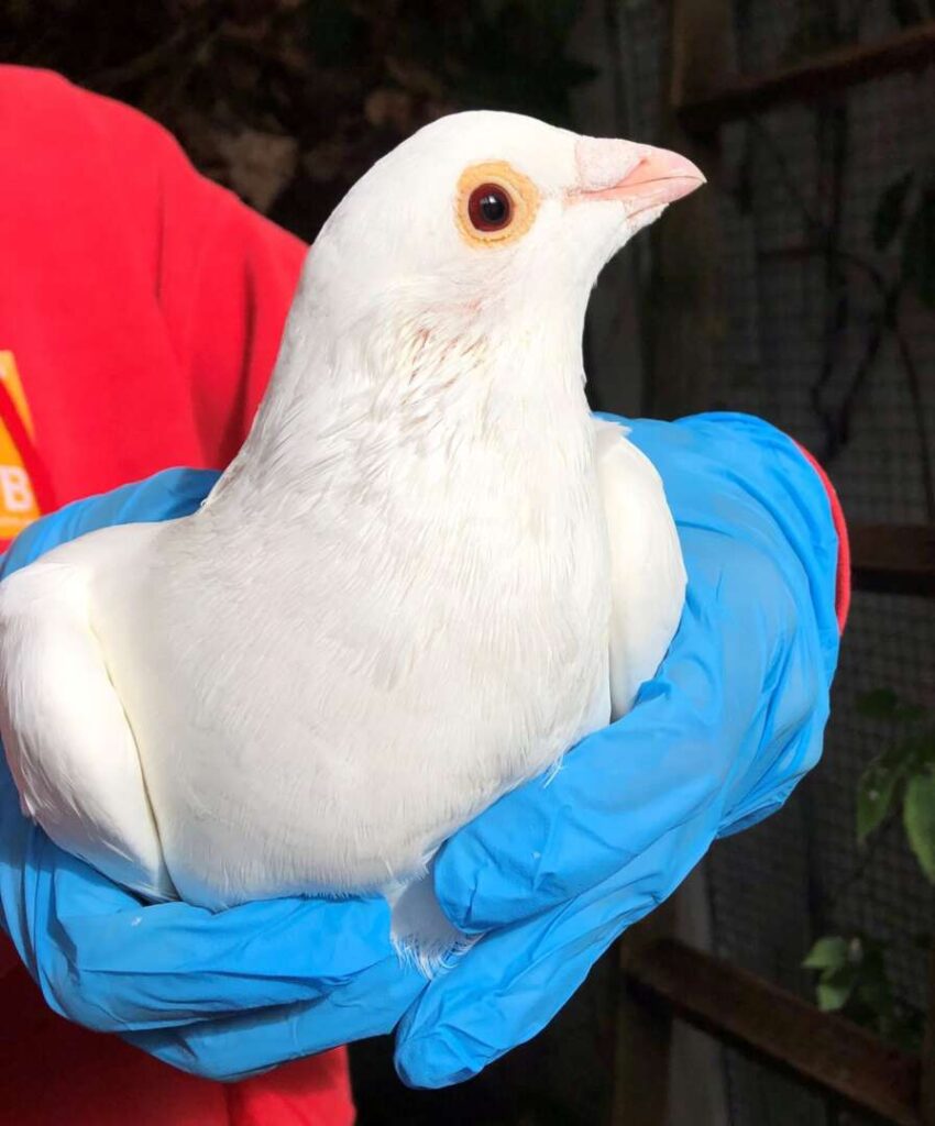 Theodor