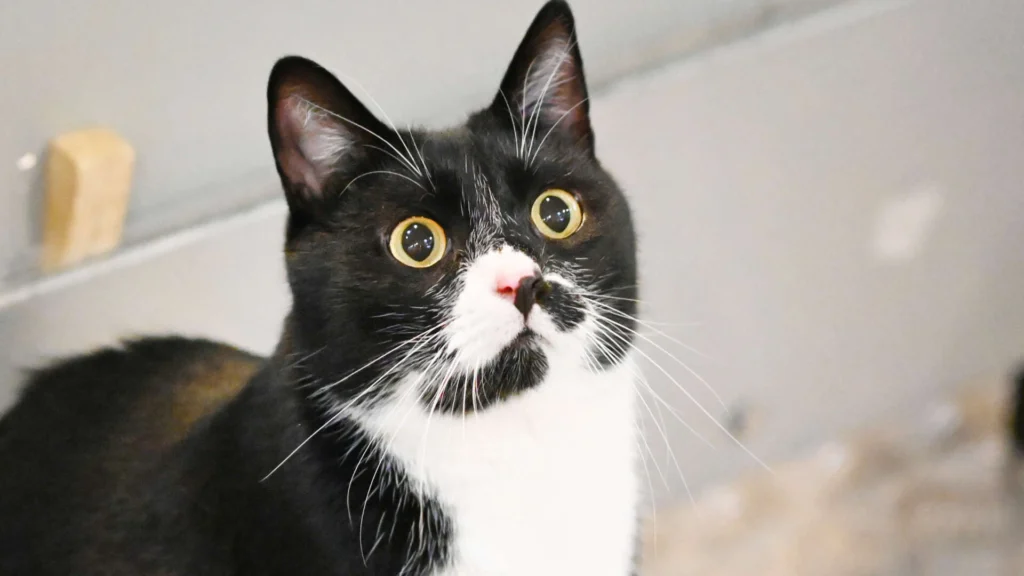 Nox – EKH, männlich, 5 Jahre, 5 Monate, 13057 Berlin – zur Adoption