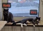 Kiro und Koda