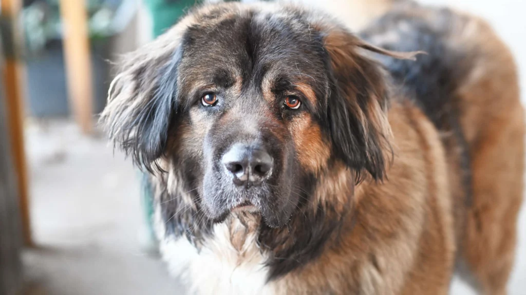 Douglas – Kaukasen-Schäferhund-Mix, männlich, 13057 Berlin – zur Adoption
