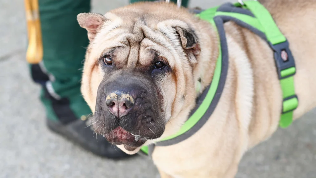 Chikko – Shar Pei, männlich, 7 Jahre, 13057 Berlin – zur Adoption