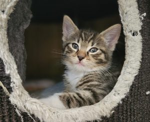 Gizmo