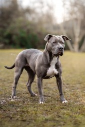 Shila