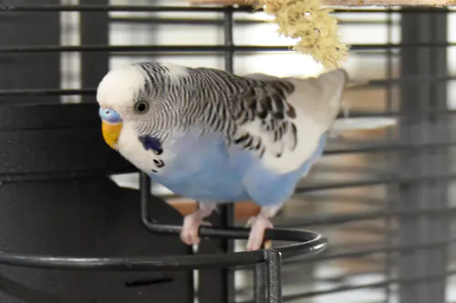Richard